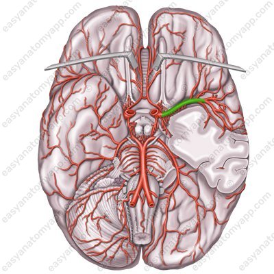 Middle cerebral artery (arteria cerebri media)